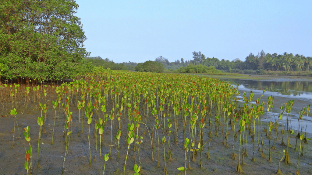 Mangroves are essential blue carbon sinks.