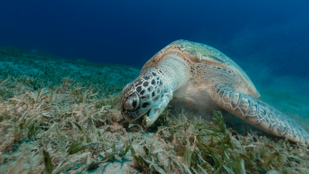 Seagrass meadows are essential blue carbon sinks.