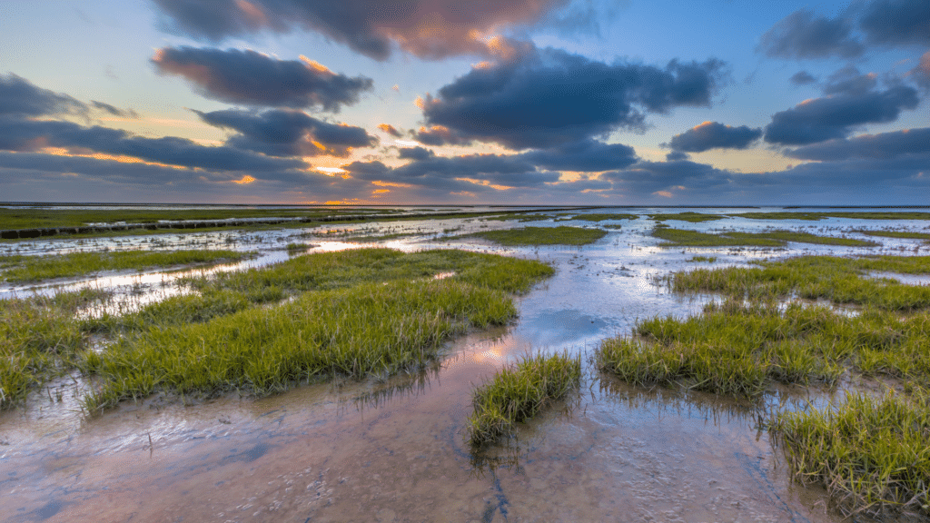 Marshes are essential blue carbon sinks.