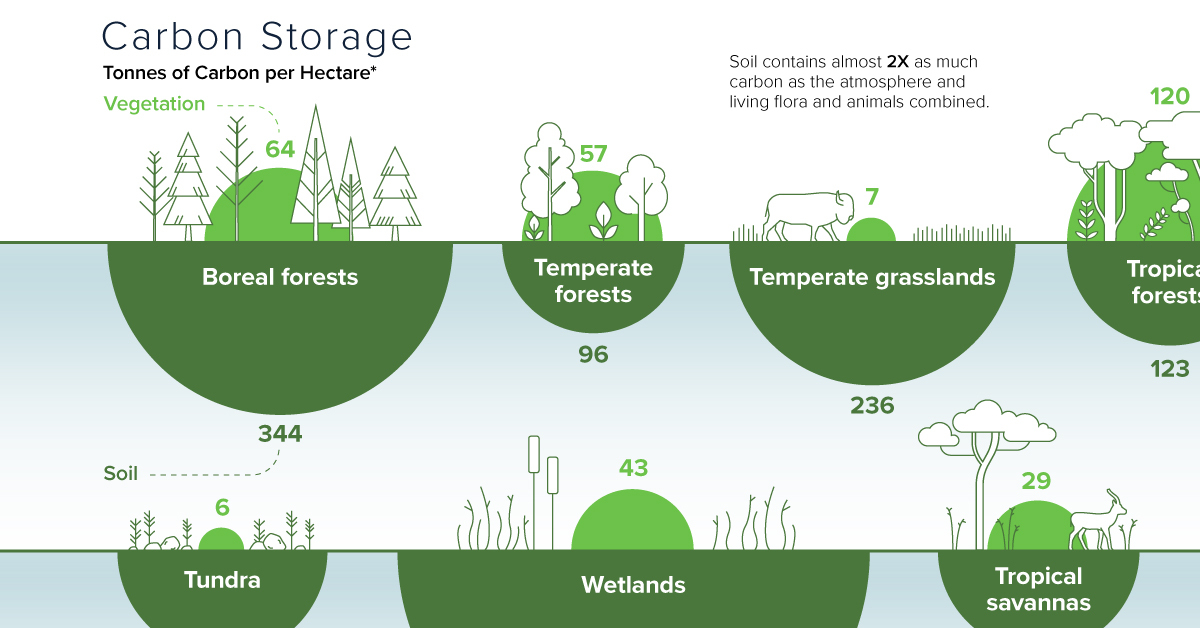 Where Is Carbon Stored Long Term In The Environment