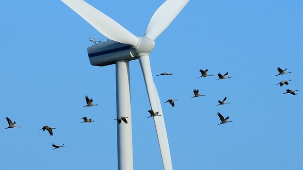 A disadvantage of wind energy are the impacts to birds.