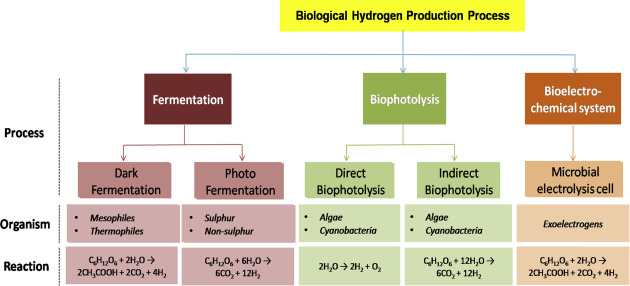 Biological options of hydrogen production.