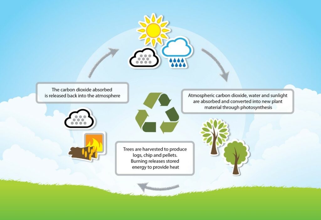 Advantages and Disadvantages of Biofuels. The carbon dioxide cycle as it relates to biofuels.