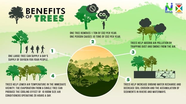 The benefits of natural forests.