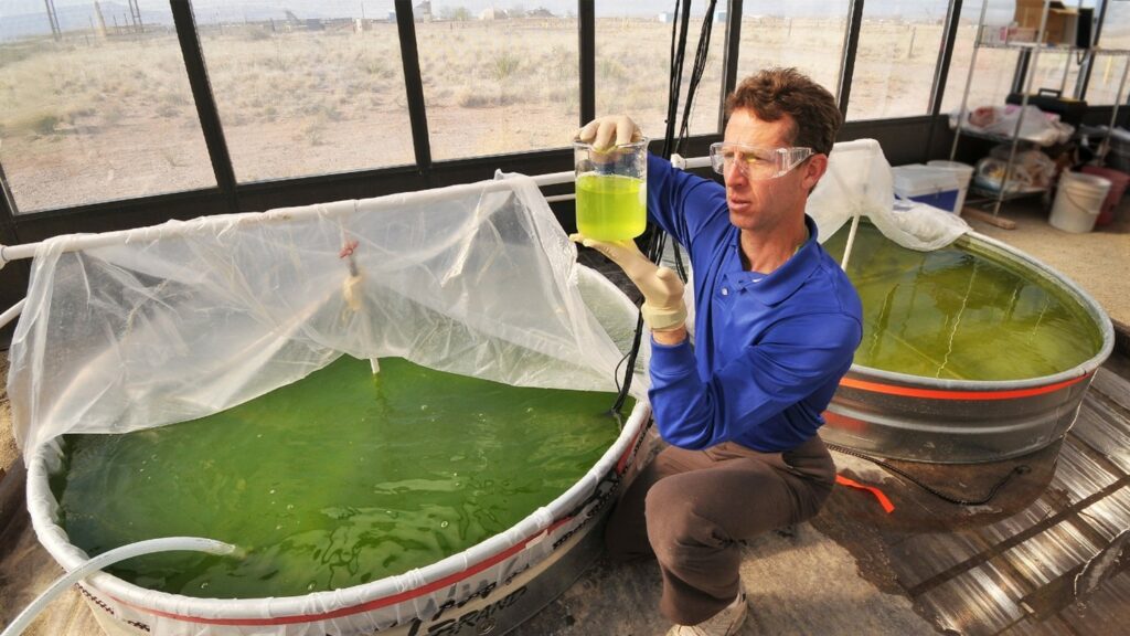 Algae being grown for renewable biofuel production.