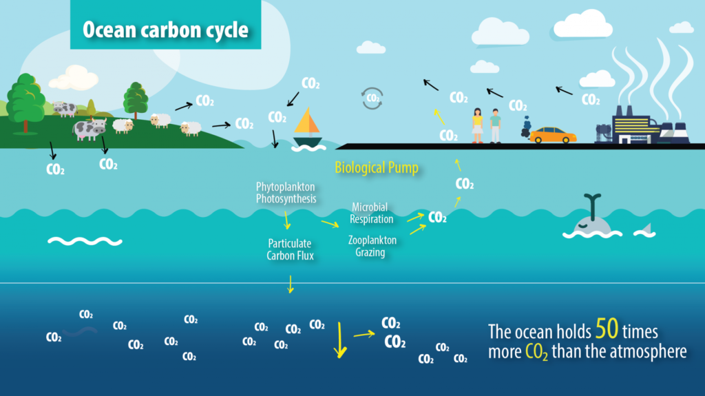 The ocean carbon cycle.