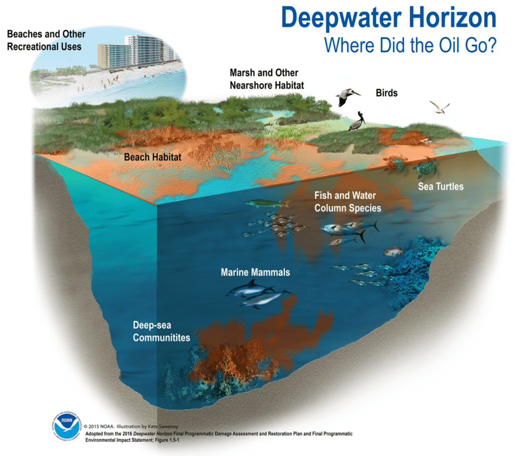 The impact of oil spills on the marine environment