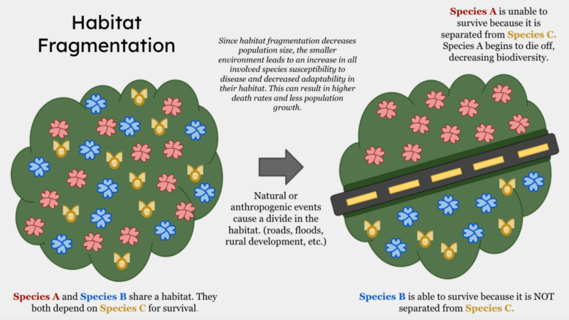 Habitat fragmentation leads to biodiversity loss.