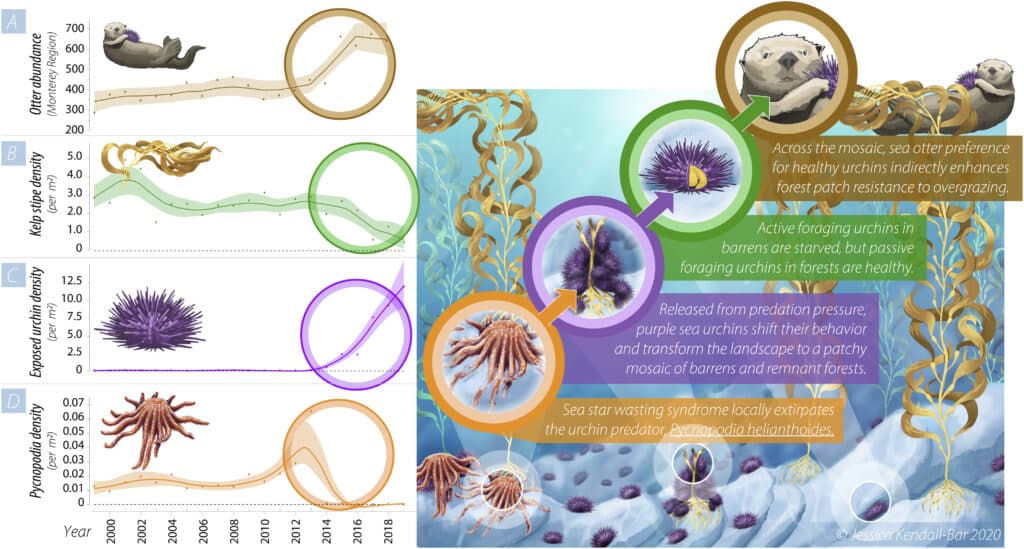 Temporal dynamics of sea otters, kelp, sea urchins, and Pycnopodia.